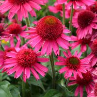 Echinacea `Delicious Candy´