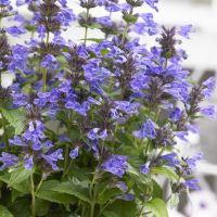 Nepeta 'Bokratune’ Neptune